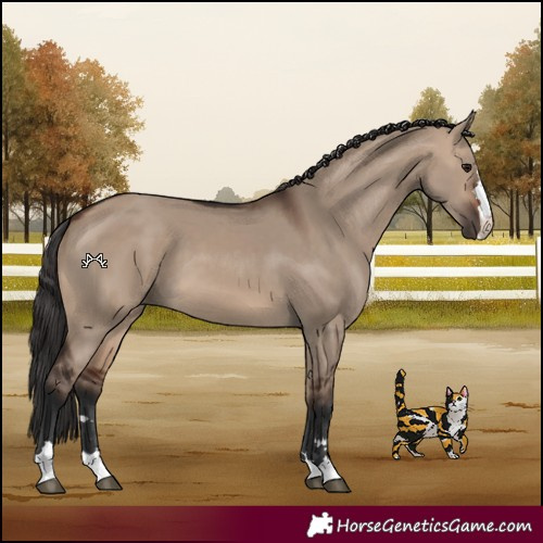 Horse Color:Brown Dun 