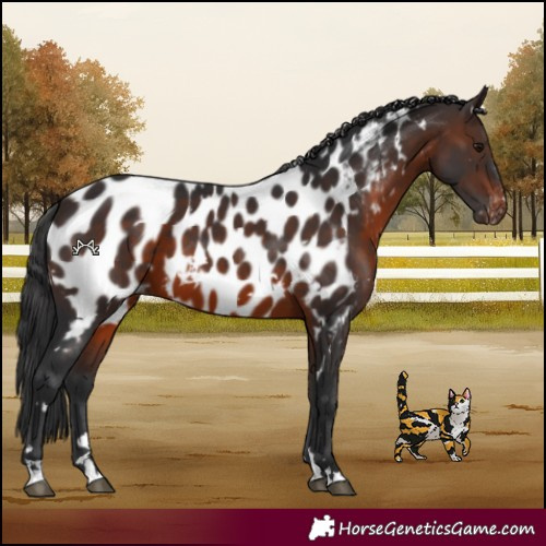 Horse Color:White Spotted Brown Appaloosa