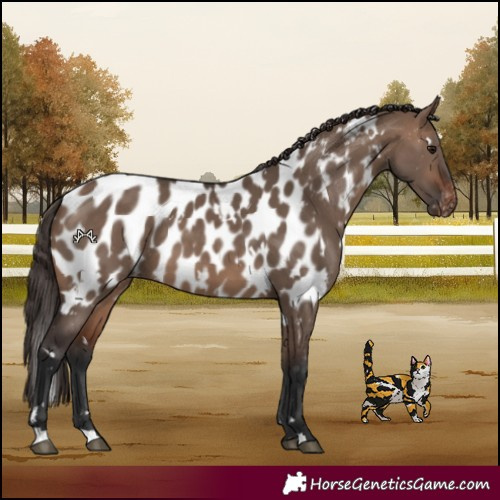 Horse Color:White Spotted Brown Dun Near Leopard