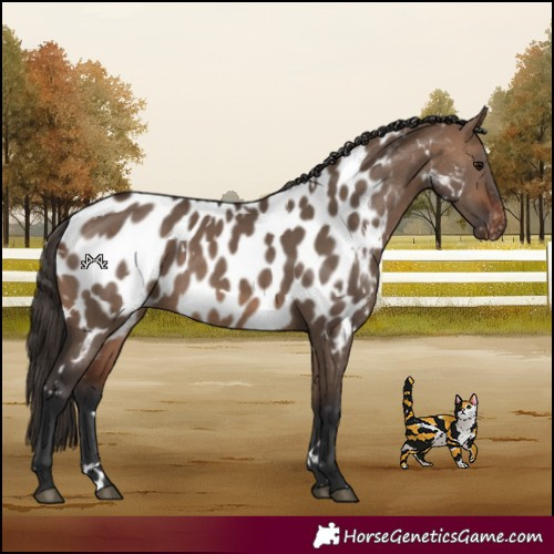 Horse Color:White Spotted Bay Dun Near Leopard