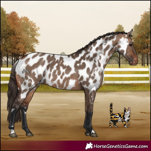 Horse Color:White Spotted Bay Dun Near Leopard