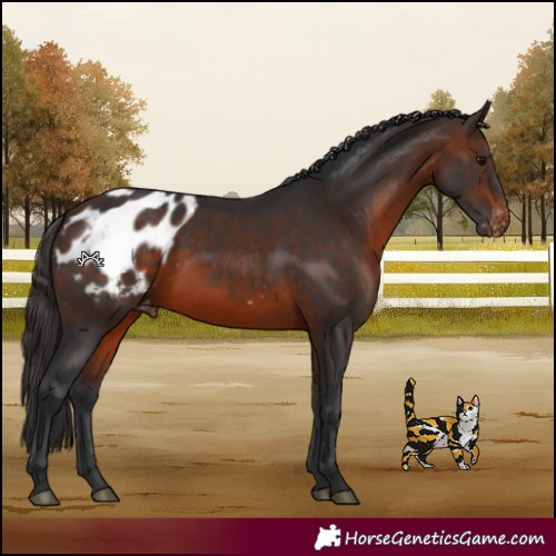 Horse Color:Brown Appaloosa
