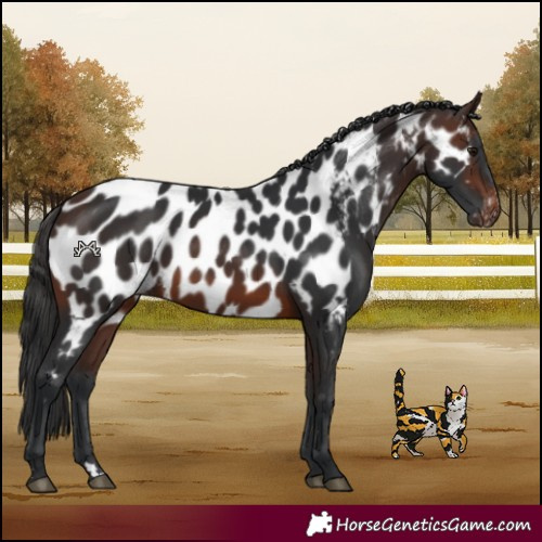 Horse Color:Brown Near Leopard