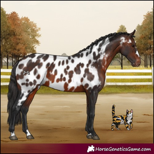 Horse Color:Brown Near Leopard