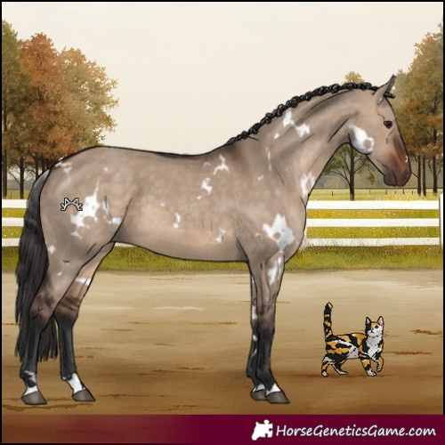 Horse Color:White Spotted Brown Dun 