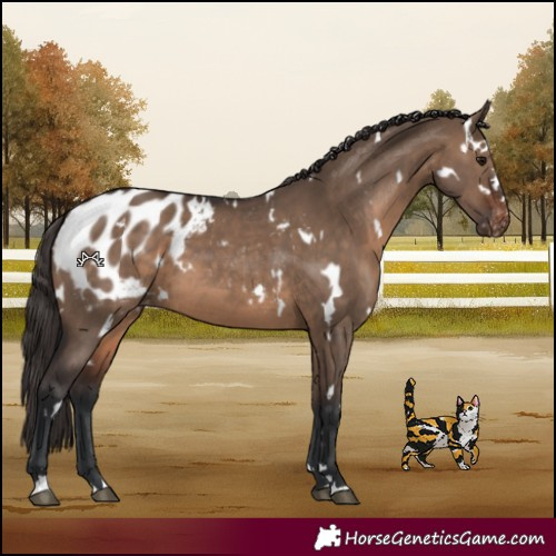 Horse Color:White Spotted Brown Dun Blanket 