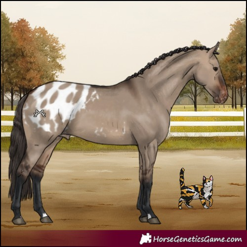Horse Color:Brown Dun Appaloosa 