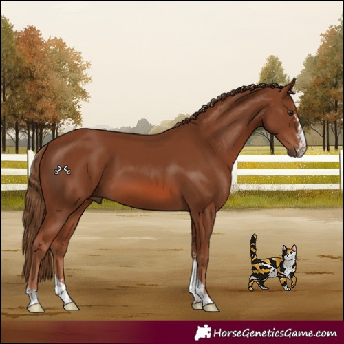 Horse Color:Chestnut Sabino 