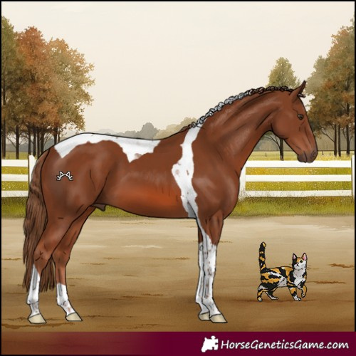 Horse Color:Chestnut Tobiano