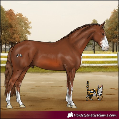 Horse Color:Chestnut Sabino 