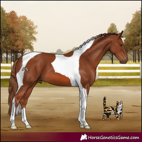 Horse Color:Chestnut Tobiano