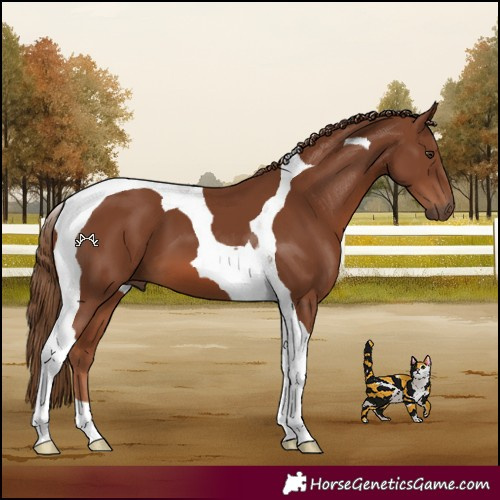 Horse Color:Chestnut Tobiano