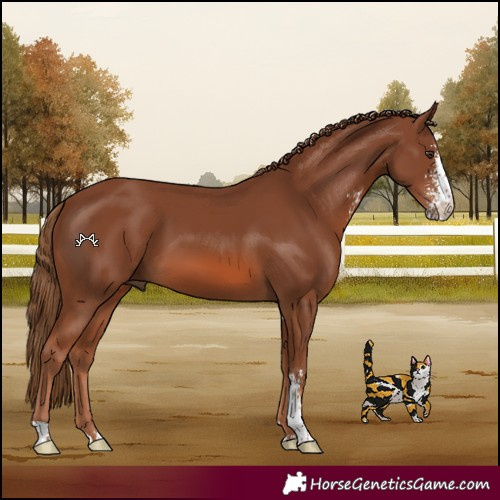 Horse Color:Chestnut Sabino