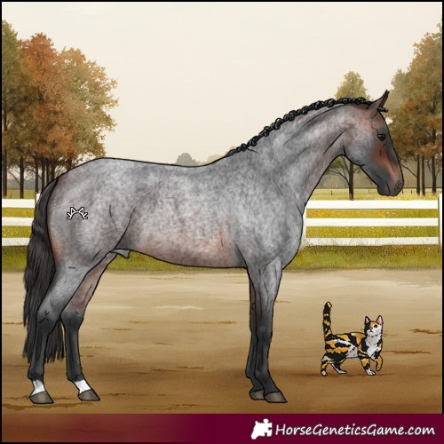 Horse Color:Brown Roan
