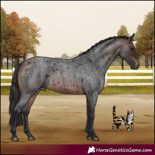 Horse Color:Brown Roan 