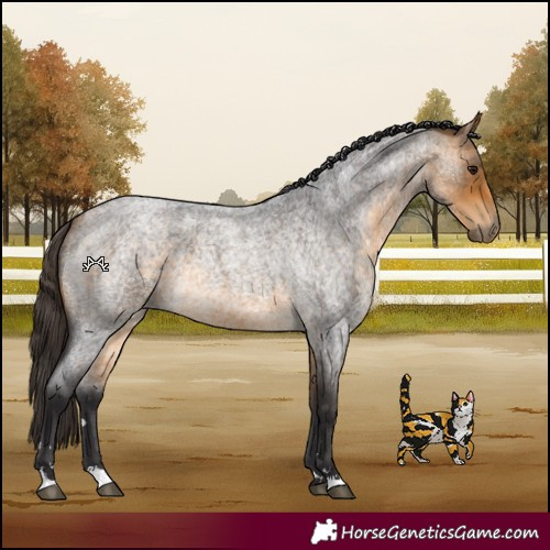 Horse Color:Buckskin Roan