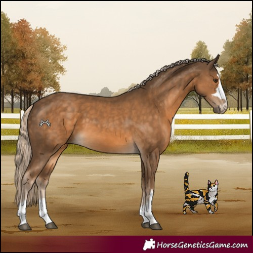 Horse Color:Chocolate Palomino 