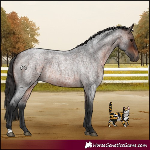 Horse Color:Brown Roan 