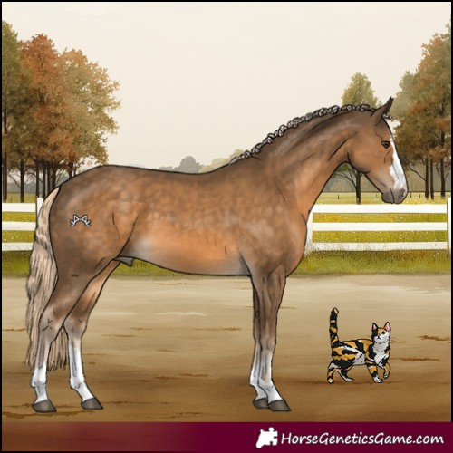 Horse Color:Chocolate Palomino 