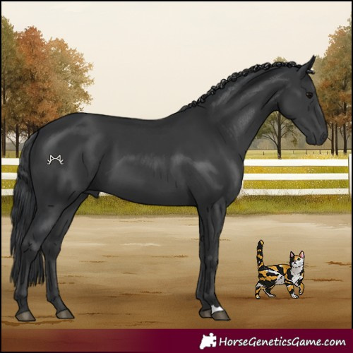 Horse Color:Black 