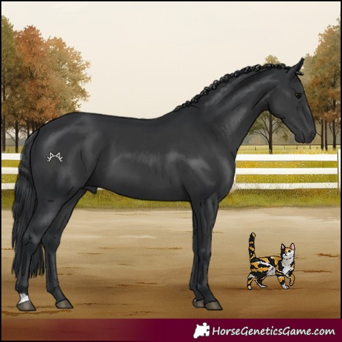 Horse Color:Black 