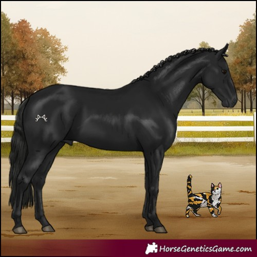 Horse Color:Gray Black