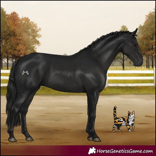 Horse Color:Gray Black