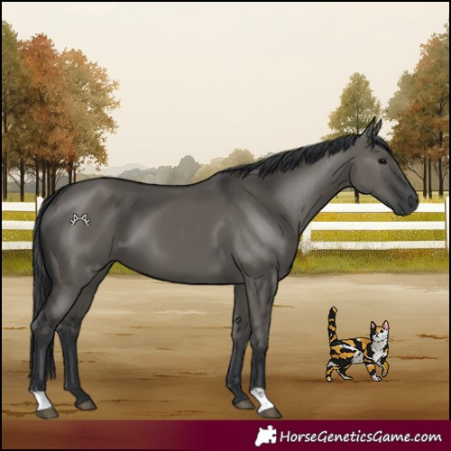 Horse Color:Grullo 