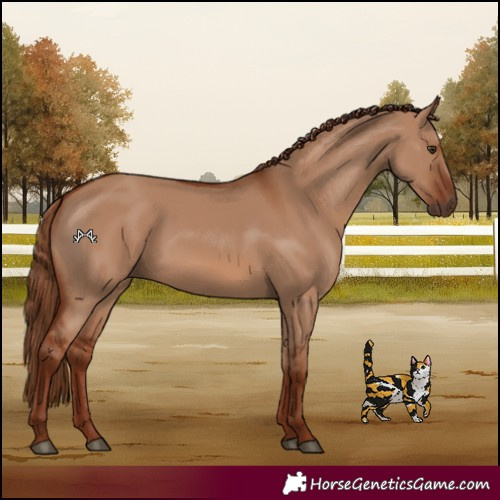 Horse Color:Red Dun