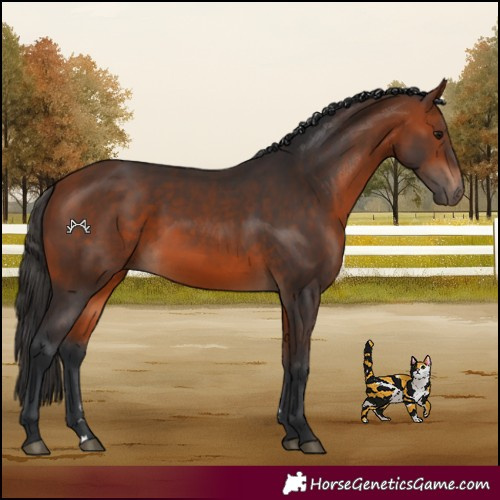 Horse Color:Bay Rabicano