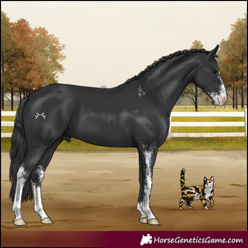 Horse Color:Black Sabino 