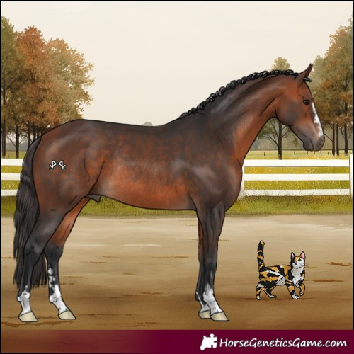 Horse Color:Bay Rabicano 