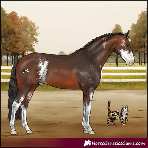 Horse Color:Bay Sabino 