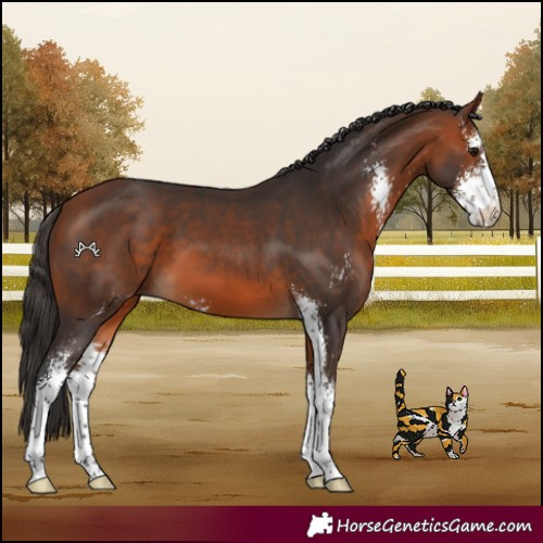 Horse Color:Bay Sabino 
