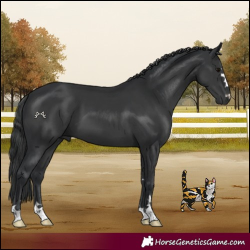 Horse Color:Black 