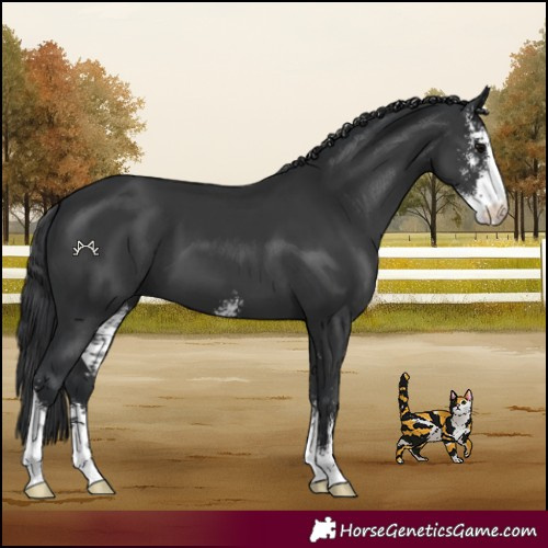 Horse Color:Black Sabino