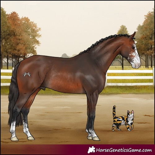 Horse Color:Bay Sabino Rabicano 