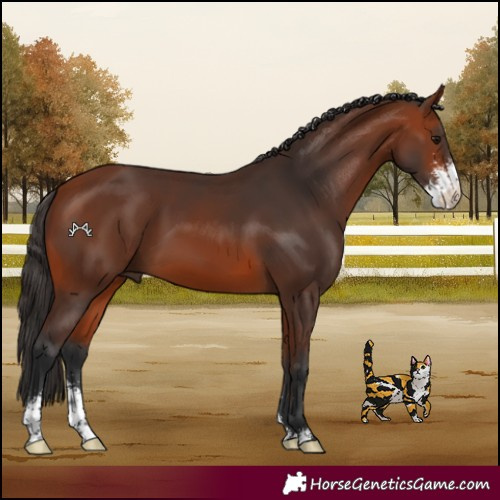 Horse Color:Bay Sabino 