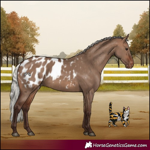 Horse Color:Silver Brown Dun Blanket