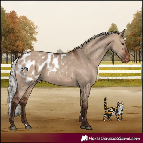 Horse Color:Silver Brown Dun Appaloosa 