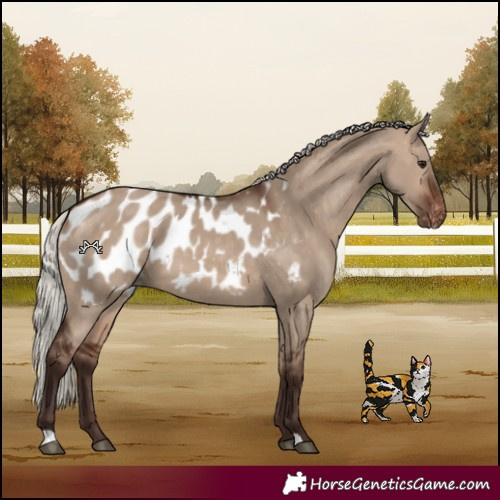Horse Color:Silver Brown Dun Blanket