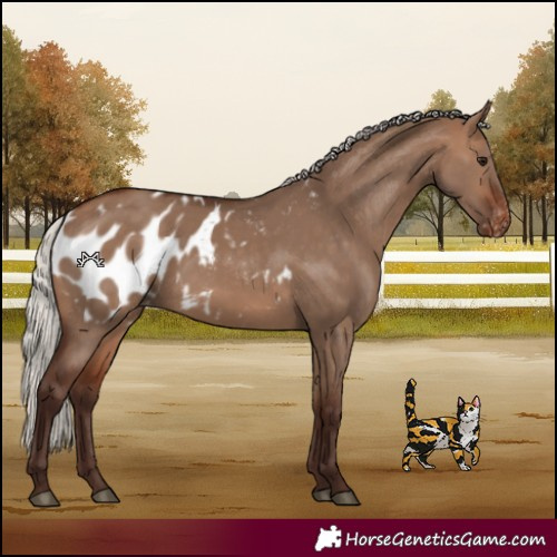 Horse Color:Silver Bay Dun Appaloosa