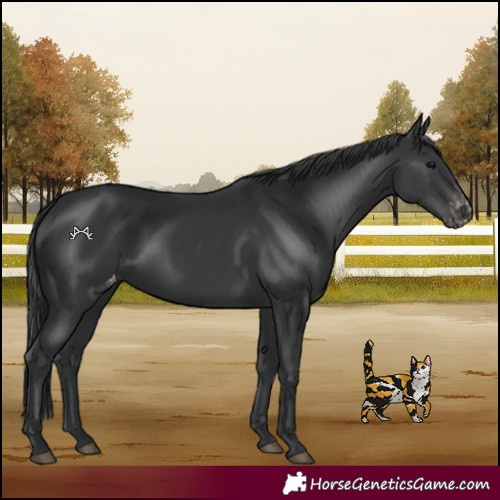Horse Color:Black Varnish