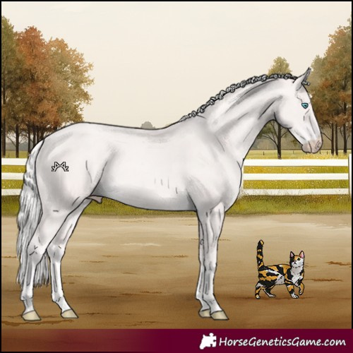 Horse Color:Cremello