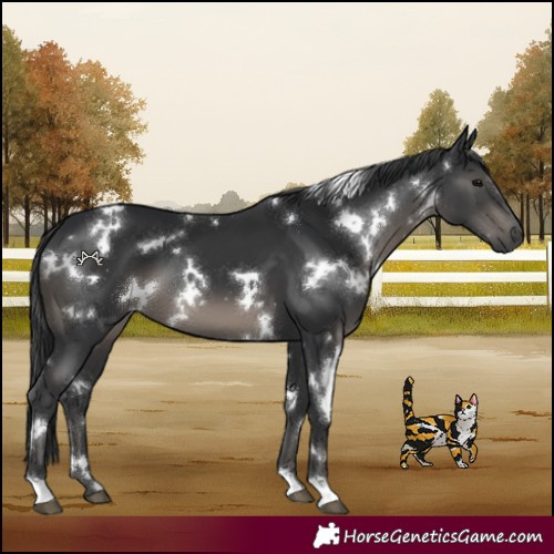 Horse Color:White Spotted Black 
