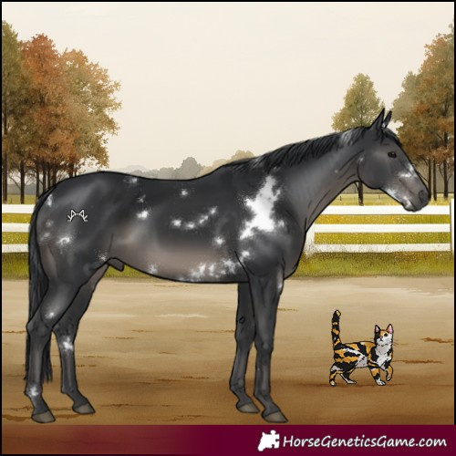 Horse Color:White Spotted Black 