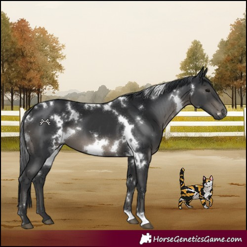 Horse Color:White Spotted Black 
