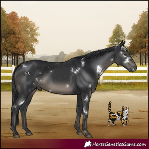 Horse Color:White Spotted Black 