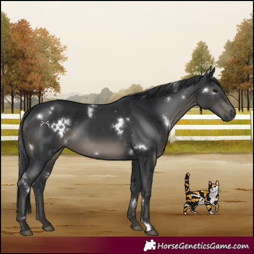 Horse Color:White Spotted Black