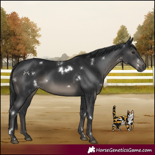Horse Color:White Spotted Black